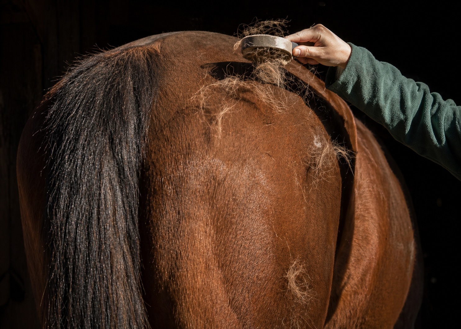 Pferd im Fellwechsel