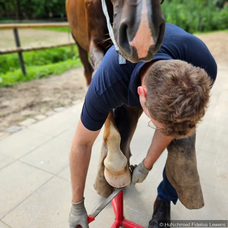 Hufschmied-Training