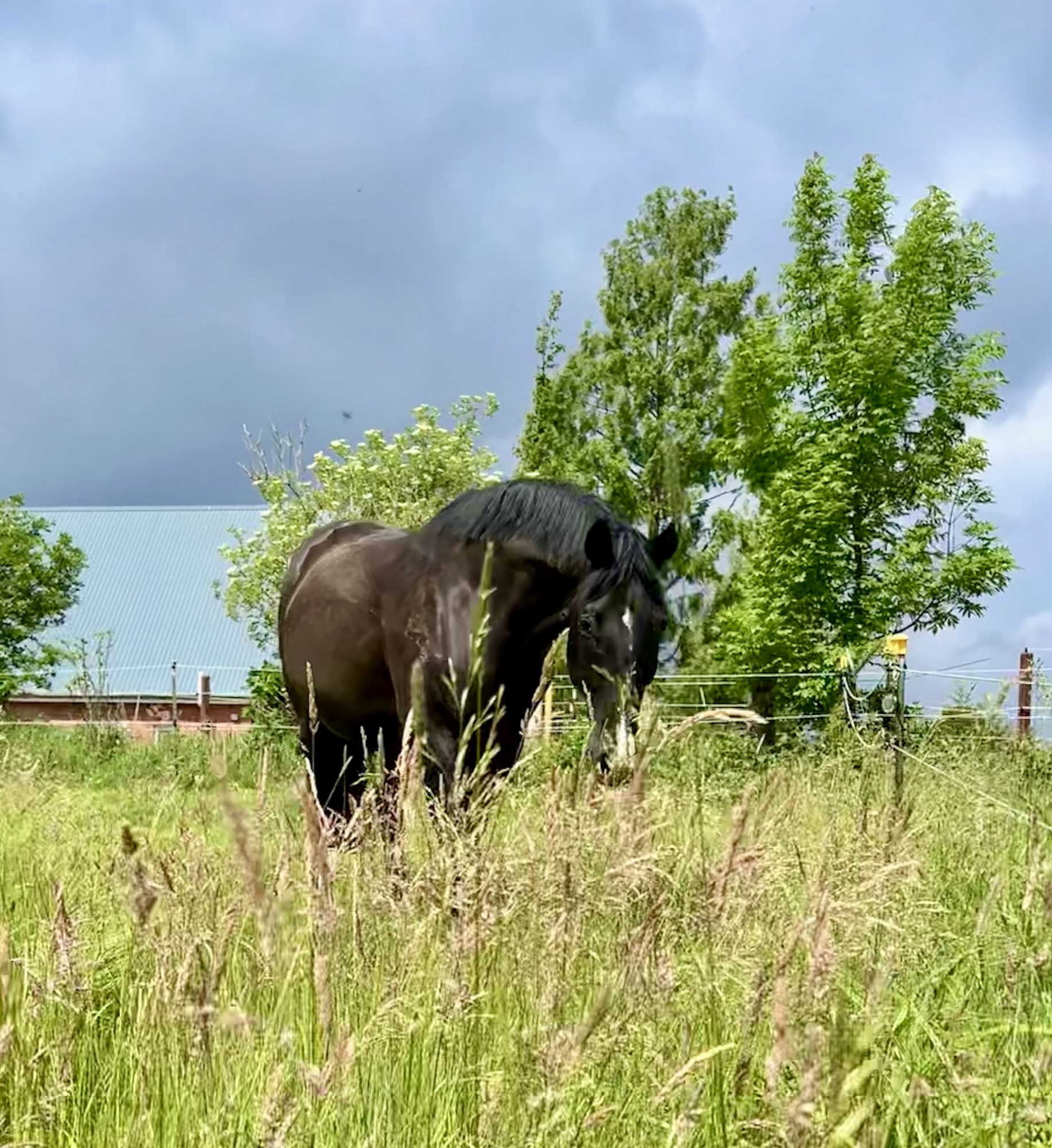 Dunkles Pferd grast im hohen Sommergras vor grünen Bäumen unter bewölktem Himmel