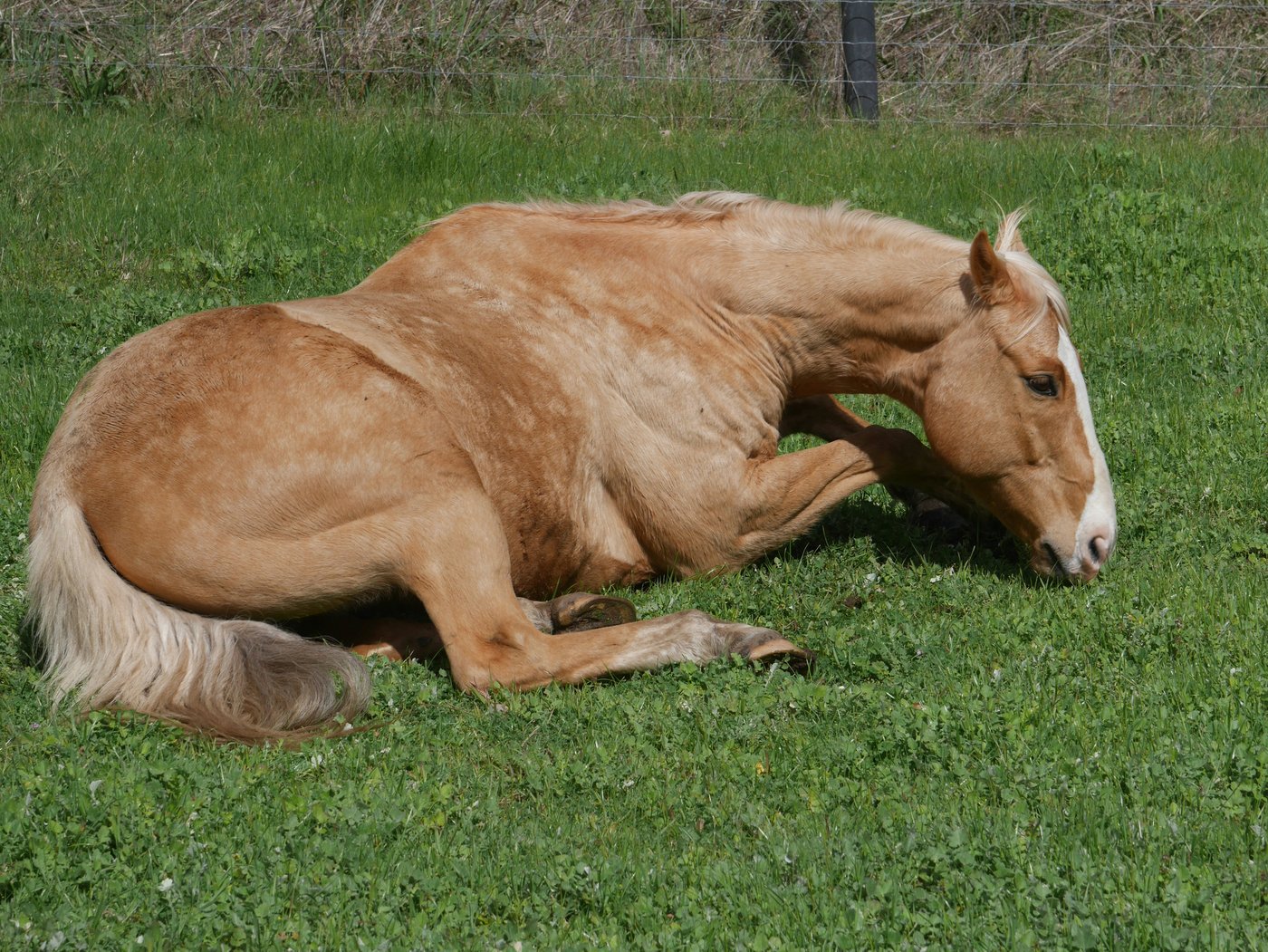 Peritonitis beim Pferd