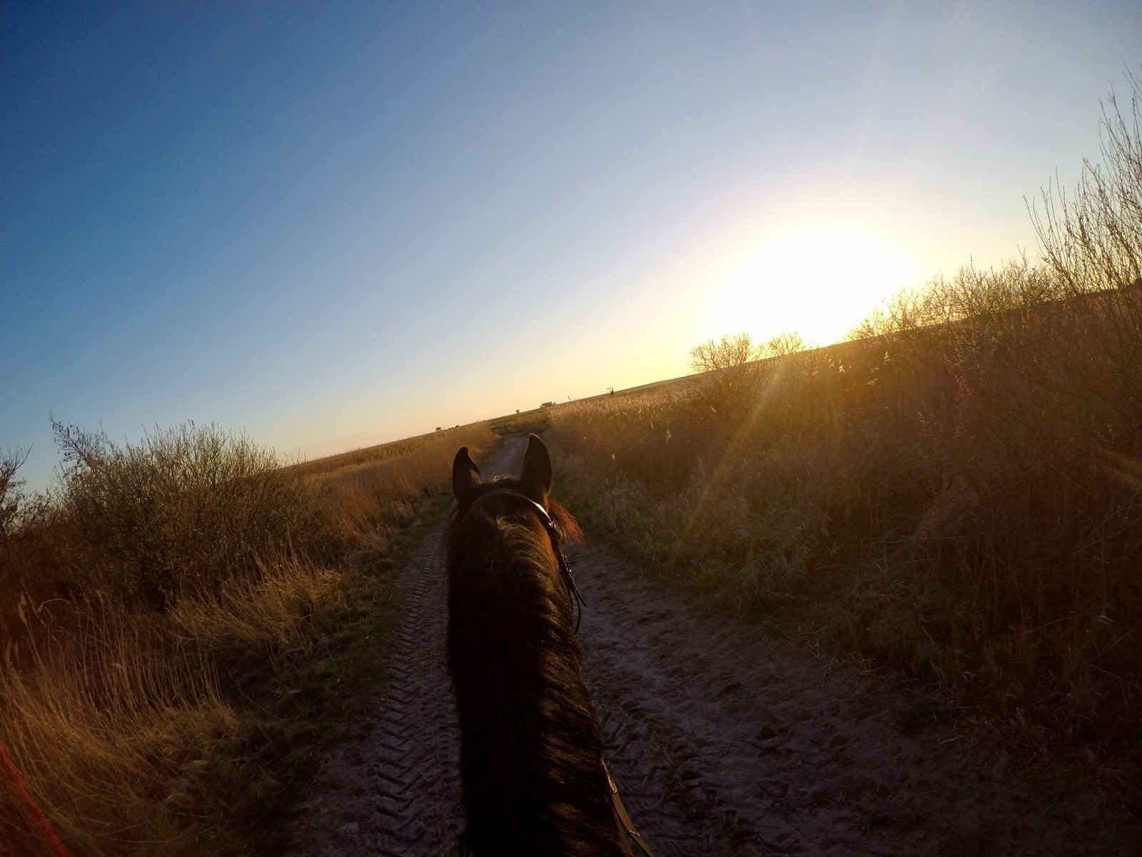 Blick zwischen den Ohren eines Pferdes über einen Feldweg in den goldenen Sonnenuntergang