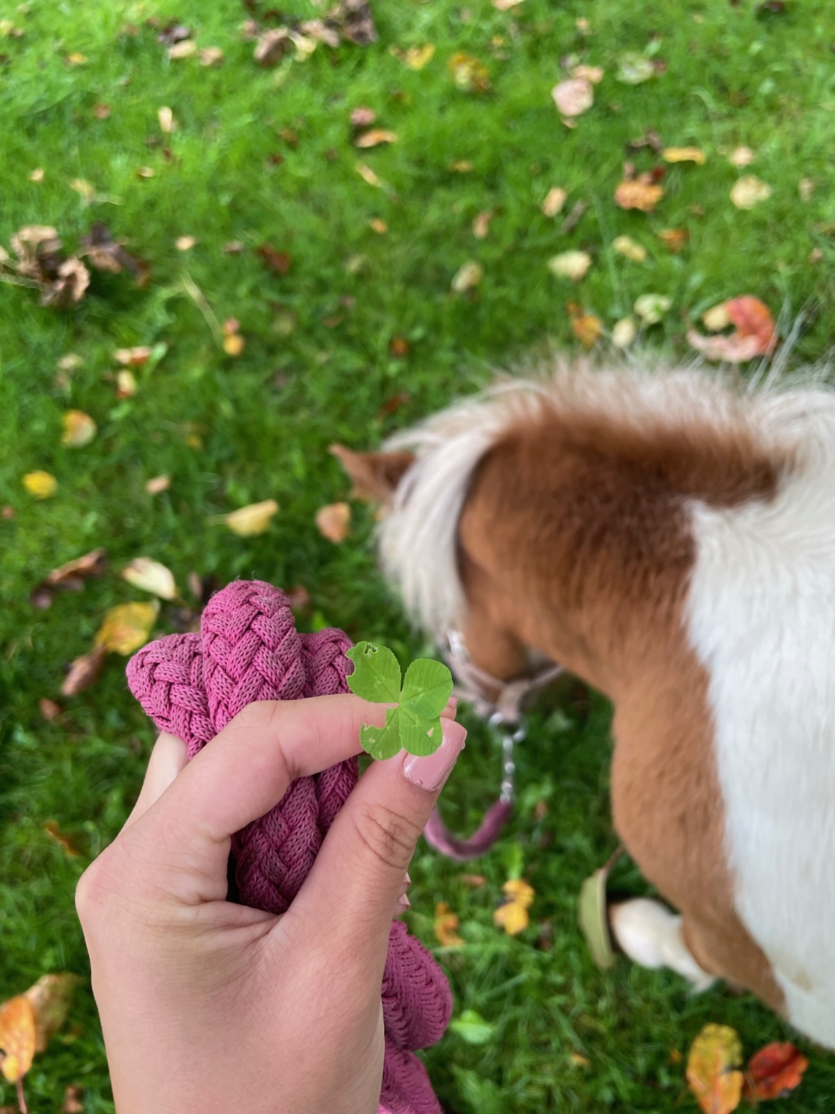 Eine Hand hält einen Glücksklee vor ein neugieriges Shetlandpony, Herbstlaub auf der Wiese