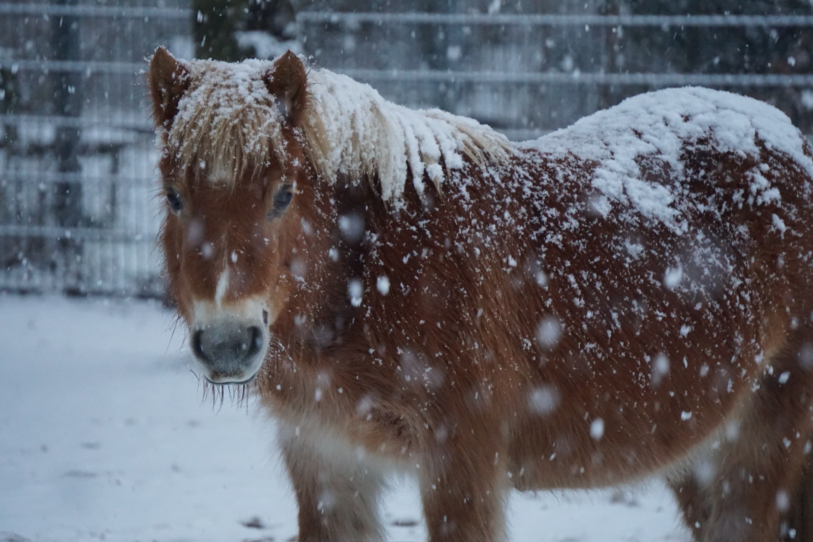 Haflinger mit Schnee auf Mähne und Rücken schaut bei Schneefall in die Kamera